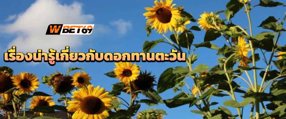 เรื่องน่ารู้เกี่ยวกับดอกทานตะวัน  SUNFLOWER FUN FACTS